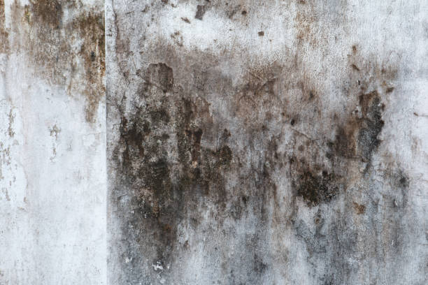 Best Mold Prevention Services  in Meadville, PA